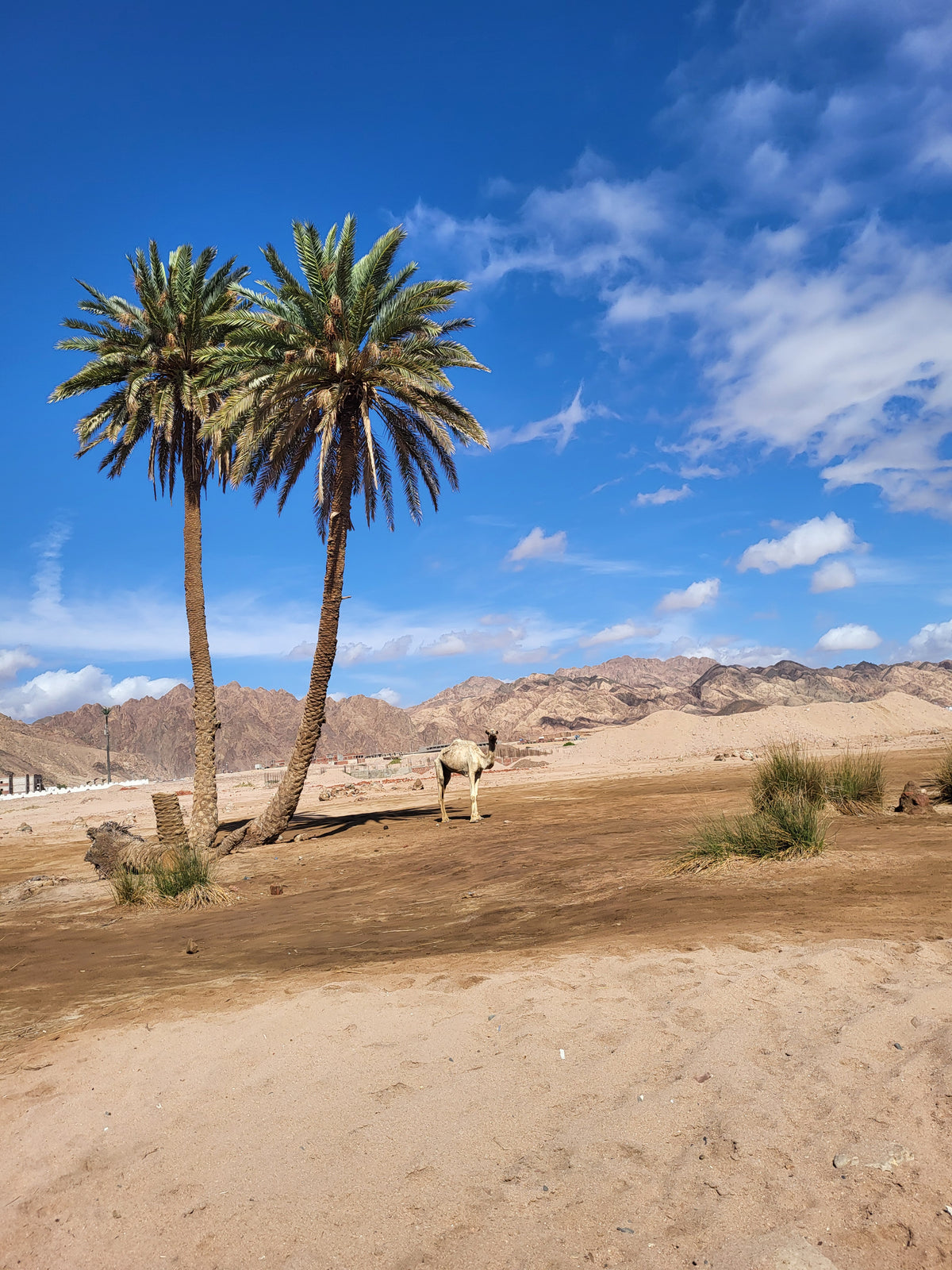 Sinai Desert & Oasis Cultural Expedition Dahab Packages